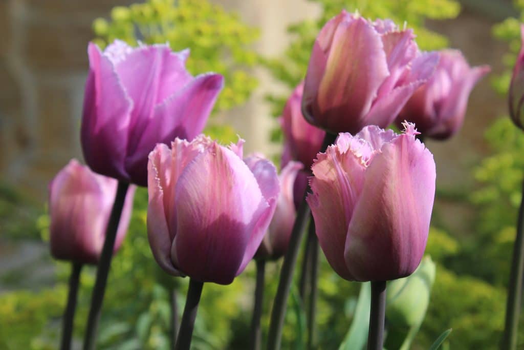 Bulb Cutting Garden