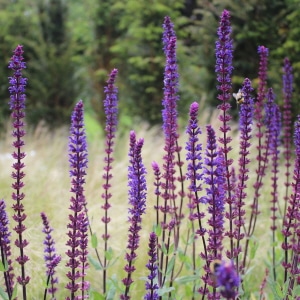 TOP PLANTS TO ATTRACT WILDLIFE TO YOUR GARDEN
