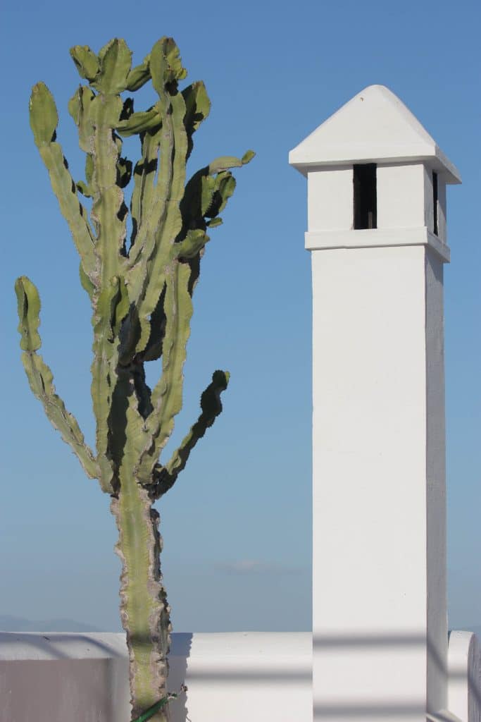 cactus august subconscious inspiration