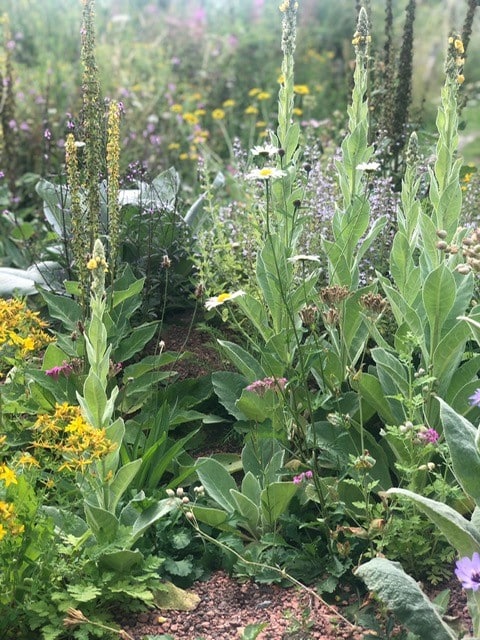 Hilldrop Open Day planting