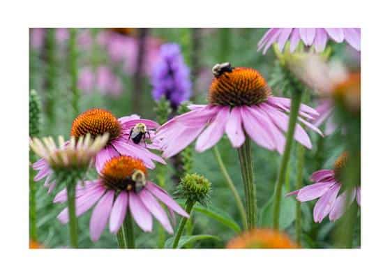 Bees feeding on echinacea flowers in a wildlife-friendly garden