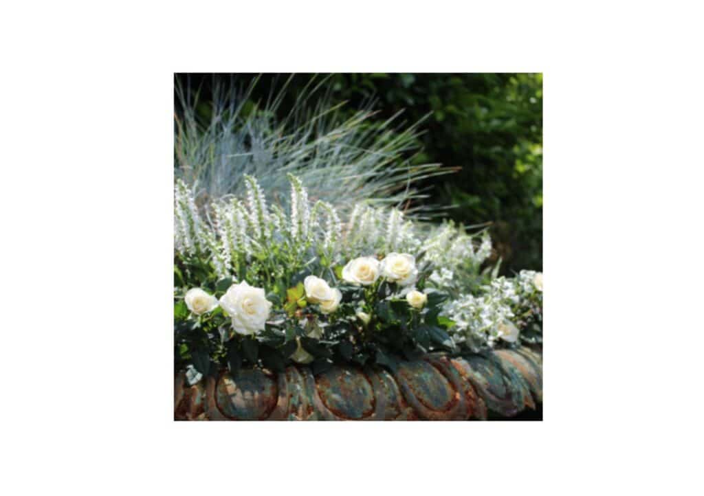 White roses and other plants in an urn